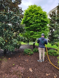 Spraying of trees