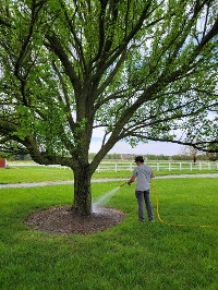 trees